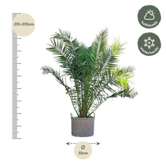 Phönix Canariensis – Kanarische Dattelpalme 300cm – Ø50cm – XXL-Palme mit gefiederten Blättern – Exotische Kübelpflanze für Wohnzimmer, Wintergarten, Terrasse & Garten – Pflegeleicht