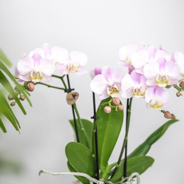 Braunrotes Stachelnüsschen – Acaena microphylla 'Kupferteppich' – 20 Pflanzen – Bodendecker Pflanze – Flachwachsender Kupferteppich für sonnige & halbschattige Lagen – Pflegeleicht & winterhart