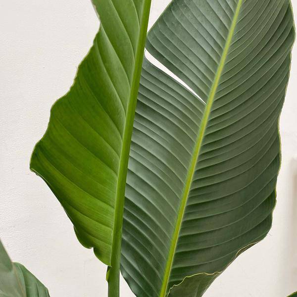 Baum-Strelitzie – Strelitzia Augusta mehrstämmig XXL – 250cm – Ø50cm – Weißer Paradiesvogel – Exotische XXL Zimmerpflanze für Wohnzimmer, Büro & Wintergarten