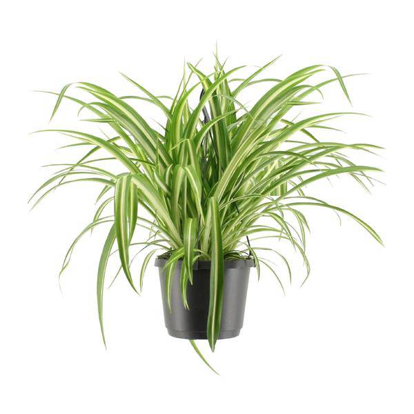 Grünlilie - Chlorophytum Comosum Variegatum - Zimmerpflanze - Ø17cm - ↕30cm