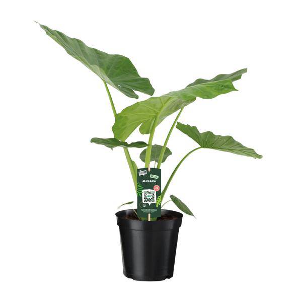 Riesenblättriges Pfeilblatt - Alocasia Macrorrhiza - Zimmerpflanze - Ø19cm - ↕70cm