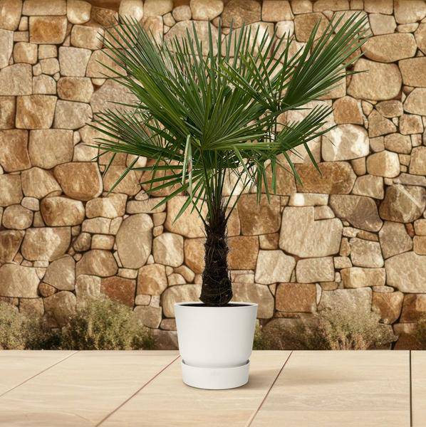 Hanfpalme – Trachycarpus 180cm – Ø30cm – Immergrüne Palme mit fächerförmigen Blättern – Exotische Kübelpflanze für Garten, Terrasse, Balkon & Innenbereich – Pflegeleicht