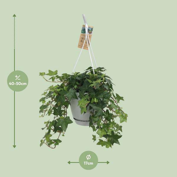 Hedera Helix Grün - Gemeiner Efeu - Hängetopf Basic - Zimmerpflanze - Ø17cm