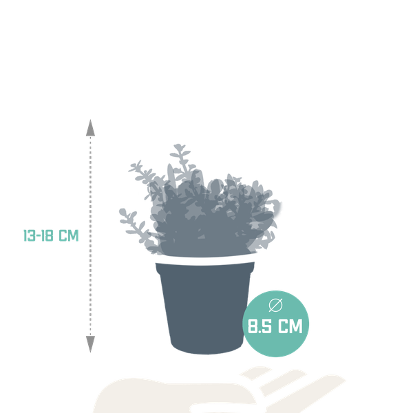 Dickblatt - Crassula - Mix - Zimmerpflanze - 8,5 cm - 3 Stück