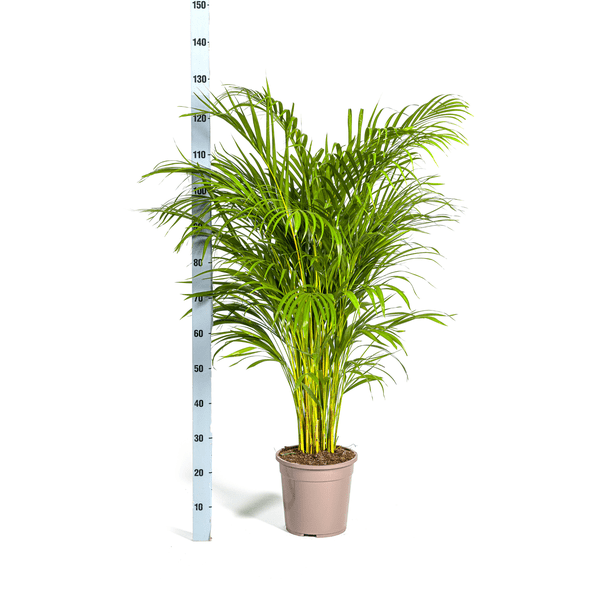 Dypsis Areca Lutescens – Goldfruchtpalme – Zimmerpflanze Ø24cm ↕120-140cm – Tropisch & dekorativ – Federartige Blätter – Pflegeleicht