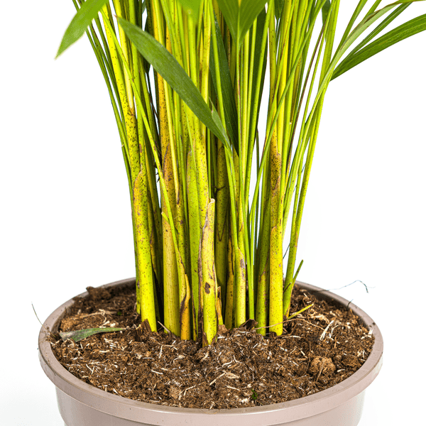 Dypsis Areca Lutescens - Goldfruchtpalme - Zimmerpflanze - Ø24cm - ↕120-140cm