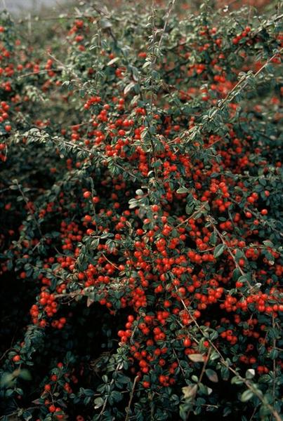 Teppichmispel Cotoneaster suec. 'Coral Beauty' – ↕10-25cm – Ø9cm – 20 Pflanzen – Bodendecker & niedrige Hecke – Winterhart – pflegeleicht