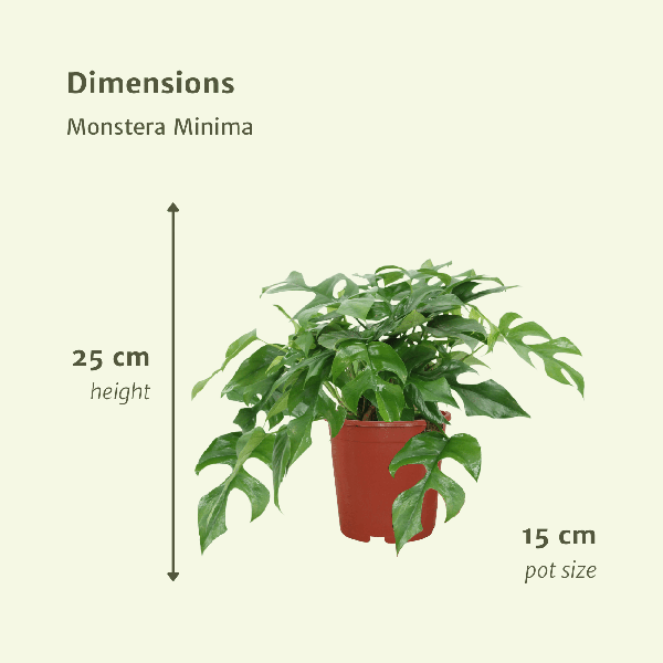 Fensterblatt - Monstera Minima - Zimmerpflanze - Ø15cm - ↕30cm - 2 Stück