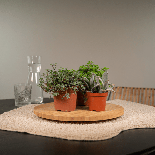 Sukkulenten Mix – 18 Pflanzen – Ø8,5cm – Bunte Mischung pflegeleichter Mini-Sukkulenten – Ideal für Fensterbank, Büro & DIY-Projekte – Zimmerpflanzen