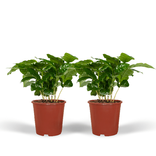 Kaffeepflanze - Coffea Arabica - Zimmerpflanze - Ø12cm - ↕25cm - 2 Stück
