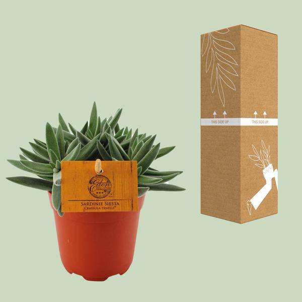 Sukkulente - Crassula Tenelli - Zimmerpflanze - Ø11cm - ↕15cm