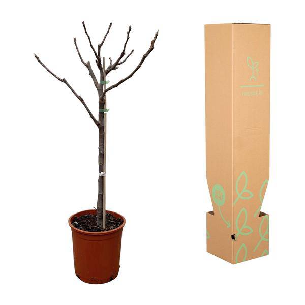 Echte Feige – Ficus Carica 100cm – Ø20cm – Feigenbaum mit großen handförmigen Blättern – Essbare Früchte – Mediterrane Pflanze für Garten, Terrasse & Zimmer