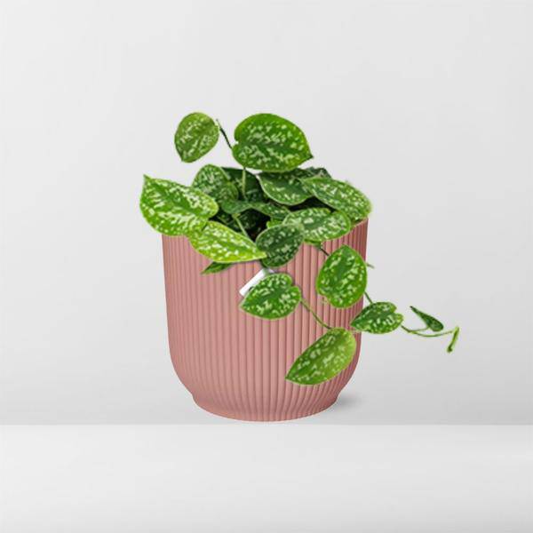 Efeutute - Scindapsus Pictus 'Argyraeus' - Zimmerpflanze + Topf Vibes Fold 14cm Rosa