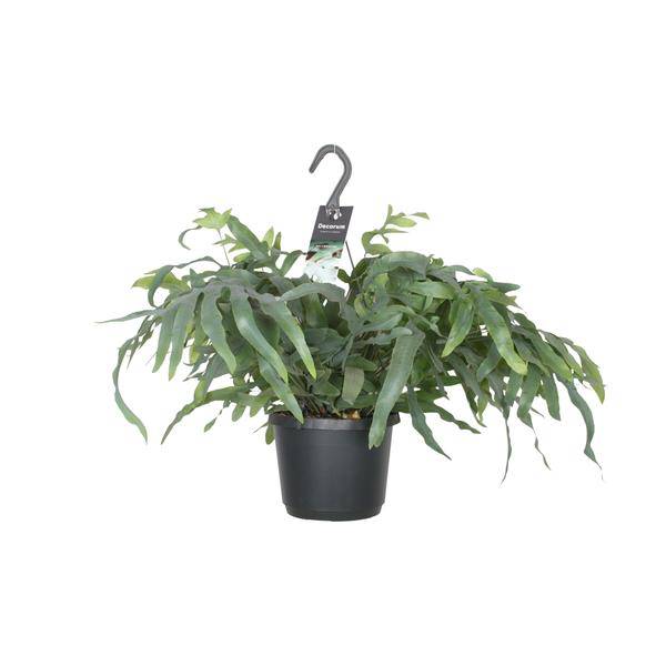 Tüpfelfarn - Phlebodium Aureum Blauer Stern - Zimmerpflanze - Ø17cm - ↕50cm