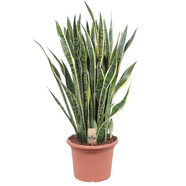 Bogenhanf – Sansevieria Laurentii – Zimmerpflanze 100cm – Ø35cm – Pflegeleichte Grünpflanze mit gelbem Rand – Luftreinigende Schlangenpflanze für Wohnzimmer, Büro & Schlafzimmer