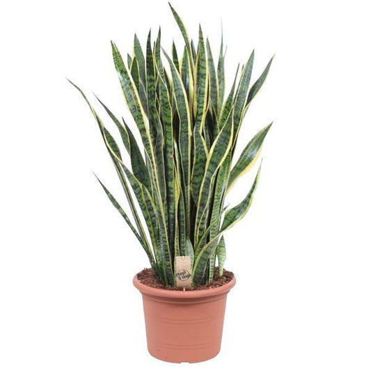 Bogenhanf – Sansevieria Laurentii – Zimmerpflanze 100cm – Ø35cm – Pflegeleichte Grünpflanze mit gelbem Rand – Luftreinigende Schlangenpflanze für Wohnzimmer, Büro & Schlafzimmer