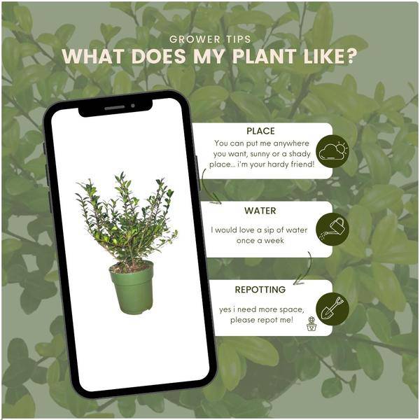 Stechpalmenhecke - Ilex crenata 'Jenny'® - 1 Meter - Pflanzenset mit 6 winterharten Heckenpflanzen - Immergrüne Hecke