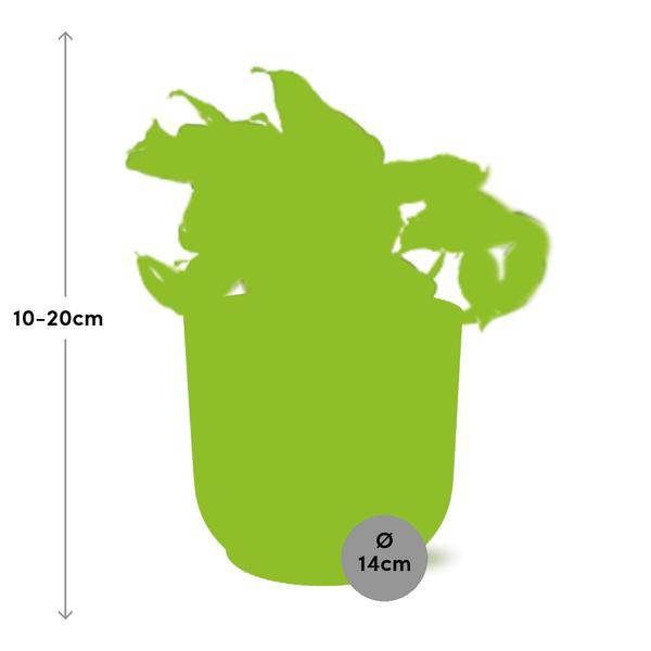 Efeutute - Epipremnum Pinnatum Happy Leaf - Zimmerpflanze + Topf Vibes Fold 14cm Rosa