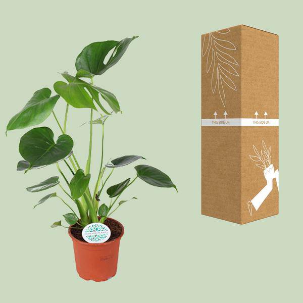 Köstliches Fensterblatt - Monstera Deliciosa - Zimmerpflanze - Ø14cm - ↕45cm