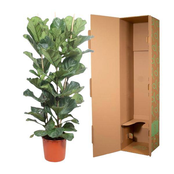 Geigen-Feige - Ficus Lyrata - Zimmerpflanze - 180cm - ø34cm