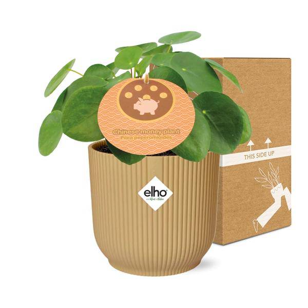 Chinesischer Geldbaum – Pilea Peperomioides – pflegeleichte Zimmerpflanze mit dekorativen runden Blättern – Ø12cm + Topf Vibes Fold 14cm Gelb – luftreinigende Glückspflanze für Zuhause & Büro