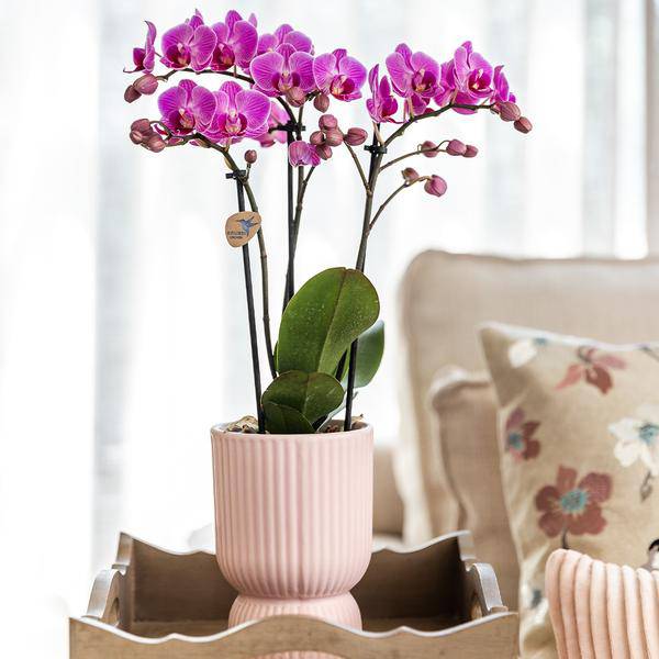 Rosa Phalaenopsis Orchidee - El Salvador + Diabolo Rosa - Topfgröße Ø9cm - Zimmerpflanze