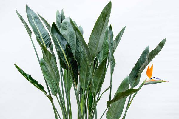 Strelitzia Reginae - Paradiesvogelblume - Zimmerpflanze - 160cm - ⌀30cm