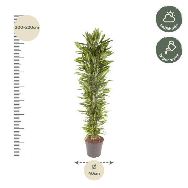 Drachenbaum - Dracaena Cintho - Zimmerpflanze - 210cm - ø40cm
