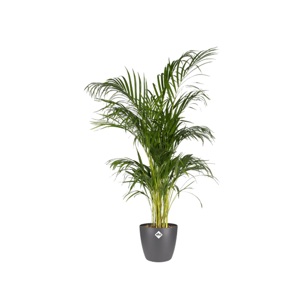 Topf Brüssel Rund Anthrazit – Ø20cm x H19cm – Moderner Pflanztopf für Zimmerpflanzen & Garten – Leicht & langlebig