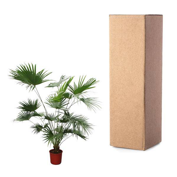 Chinesische Schirmpalme - Livistona Chinensis - 200cm - ø34cm