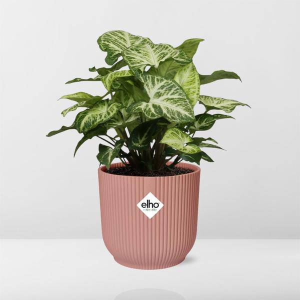Purpurtute - Syngonium Arrow - Zimmerpflanze + Topf Vibes Fold 14cm Rosa
