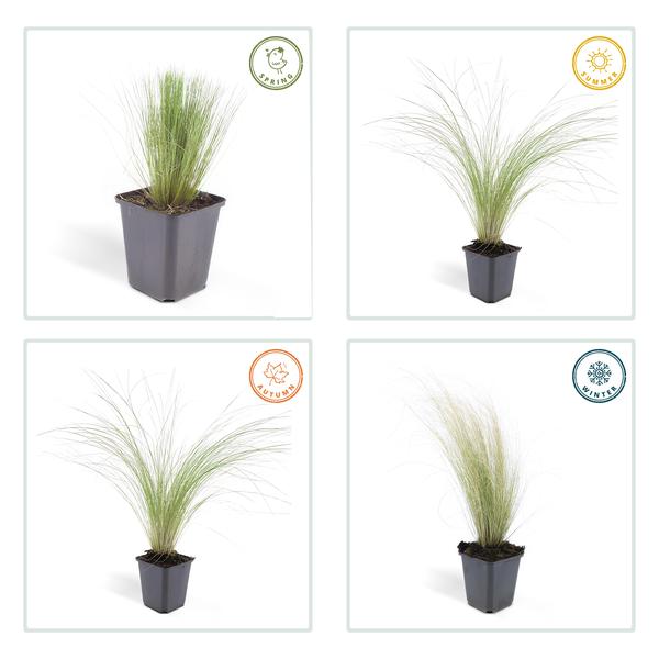 Stipa tenuissima 'Pferdeschwänze' – 40 Pflanzen – Federgras – Ziergras – Luftig & Graziles Gras – Blüht Mai–September – Sonniger Standort