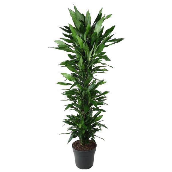 Drachenbaum - Dracaena Janet Lind - Zimmerpflanze - 170cm - ø34cm