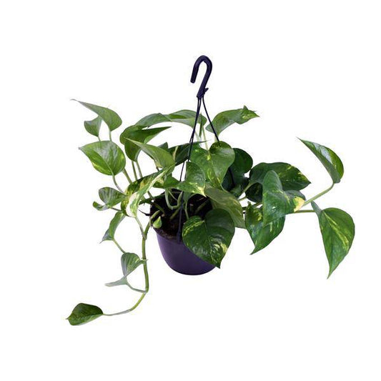 Gefleckte Efeutute - Scindapsus Pictus Trebie - Zimmerpflanze - Ø15cm - ↕30cm