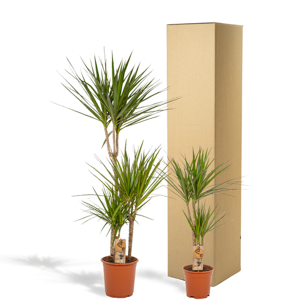 Drachenbaum Set – Dracaena – 2 Zimmerpflanzen – ↨120cm & 70cm – Ø21cm & Ø17cm – Luftreinigende Grünpflanzen – Pflegeleicht – Frisch aus der Gärtnerei