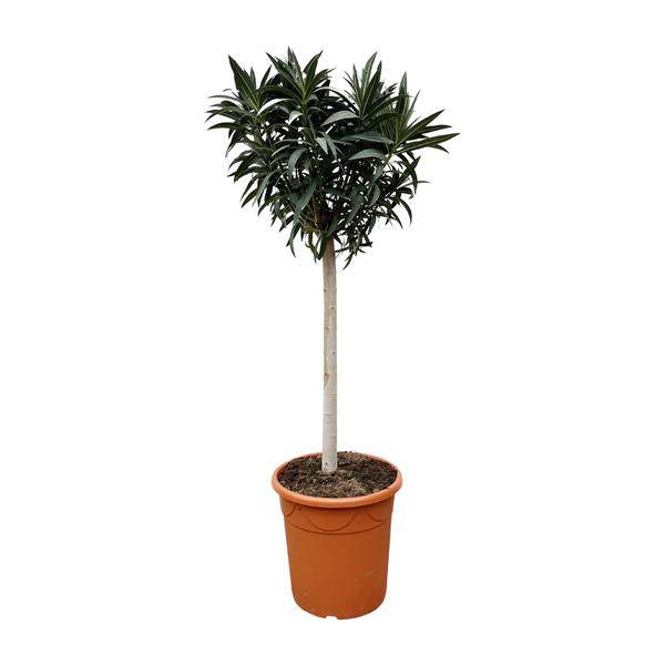 Rosenlorbeere - Nerium Oleander auf Stiel mit weißer Blüte - 200cm- Ø35cm