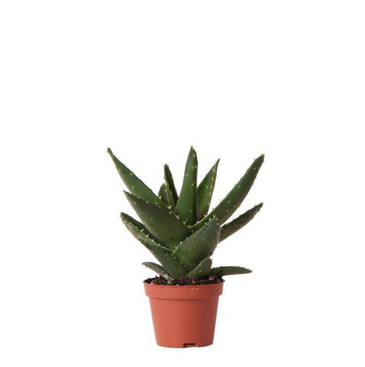 Sukkulente Aloe Brevifolia – Kleine Grüne Zimmerpflanze mit Stacheln – Ø6cm – Pflegeleicht & Robust – Ideal für helle Standorte ohne direkte Sonne