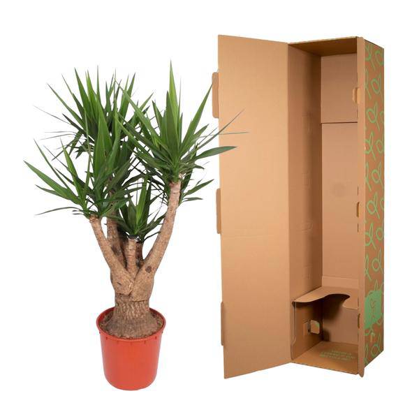 Riesen-Palmlilie - Yucca Elephantipes - Zimmerpflanze - 160cm - ø32cm