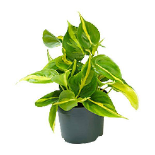 Philodendron Scandens Brasil – Zimmerpflanze – Ø 12 cm – Höhe ca. 20 cm – Glänzende Blätter – Pflegeleicht & Halbschatten-Liebhaber