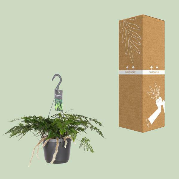 Tarantelfarn – Humata Tyermannii – Bärenfußfarn – Ø17cm ↕20–30cm – Zimmerpflanze – Pflegeleicht – Halbschatten – Luftreinigend – Exotisches Farngewächs