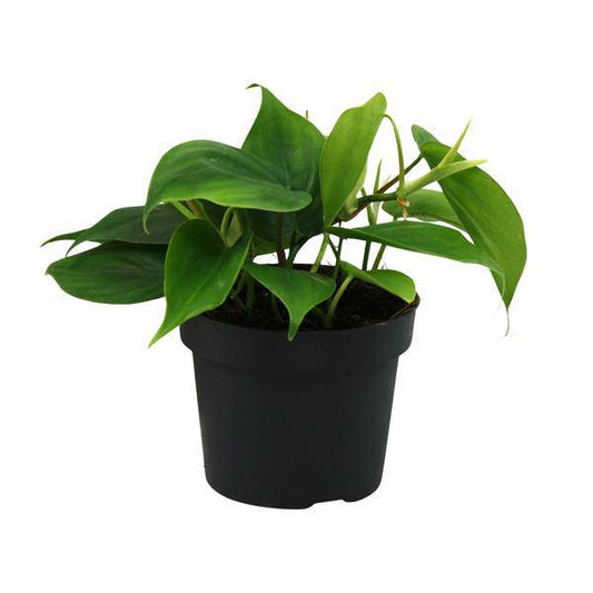 Herzblatt - Philodendron Scandens - Zimmerpflanze - Ø12cm - ↕20cm