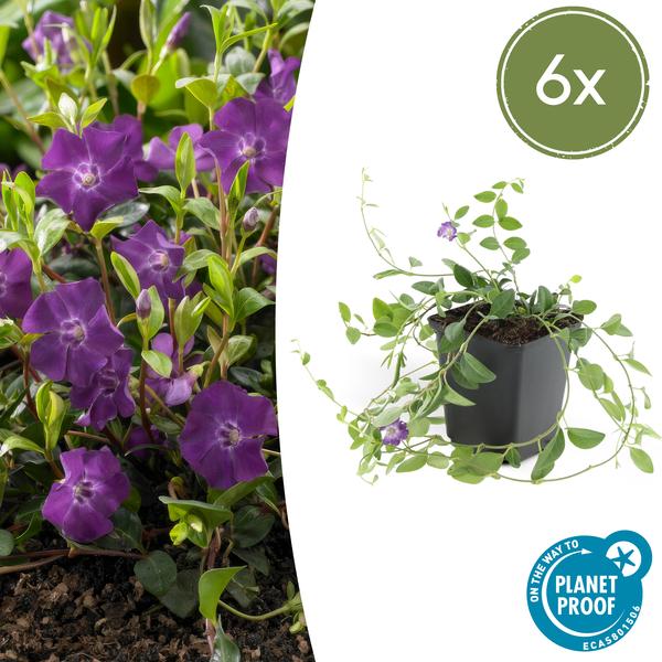 Immergrün - Vinca minor 'Atropurpurea' - ↕10-25cm - Ø9cm - 6 Pflanzen – Bodendecker mit lila Blüten – Sonne & Halbschatten – Pflegeleicht
