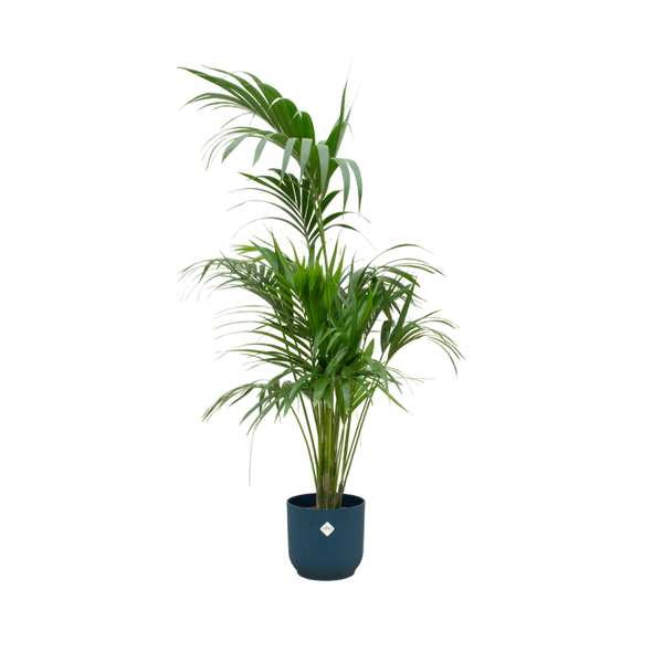 Kentiapalme - Forstersche Kentia - Zimmerpflanze - Ø30cm - ↨180cm + Topf Vibes Fold Blau