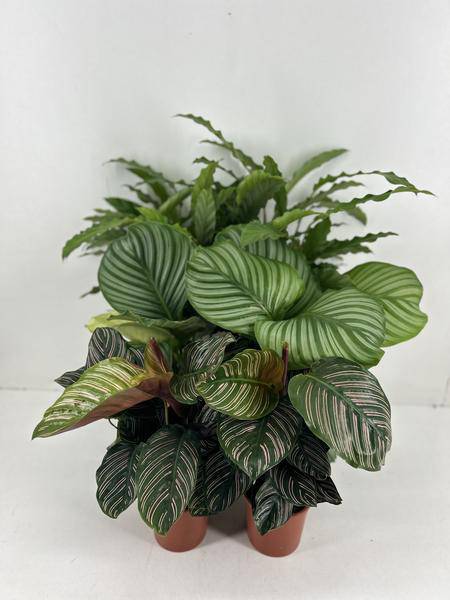 Korbmarante - Calathea Mix  - 14cm