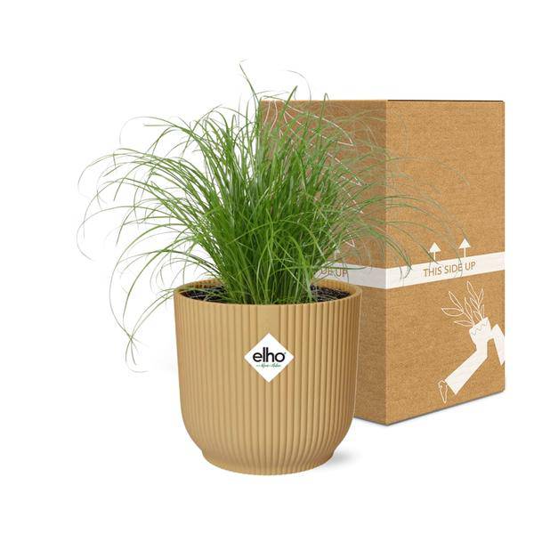 Wechselblättriges Zyperngras - Cyperus Alternifolius Zumula - Zimmerpflanze + Topf Vibes Falten 14cm Gelb