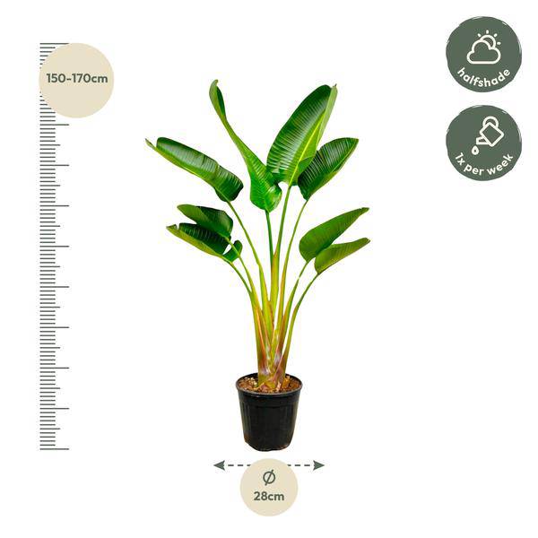 Baum-Strelitzie - Strelitzia Augusta - Zimmerpflanze - 160cm - Ø24cm