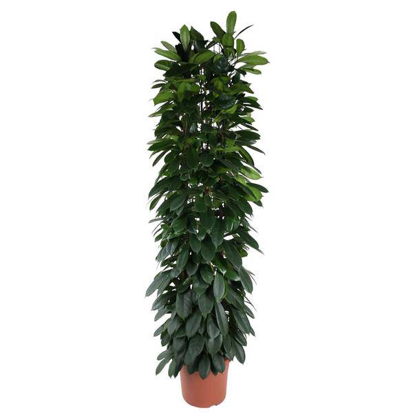 Gummibaum - Ficus Cyathistipula - 220cm - ø40cm