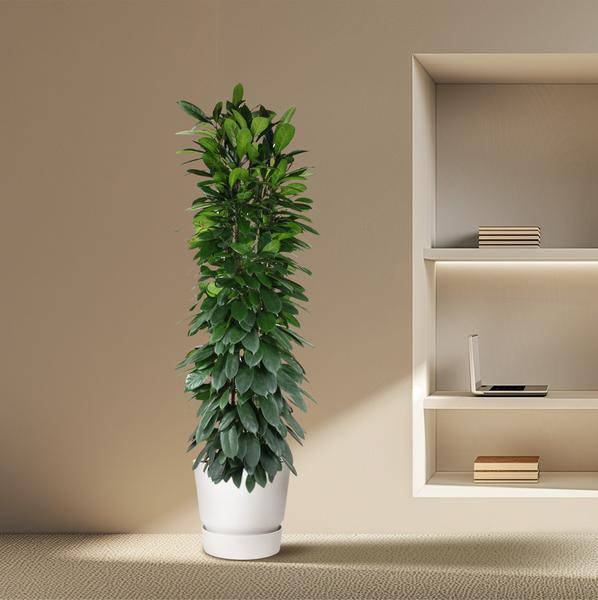 Gummibaum - Ficus Cyathistipula - 200cm - ø35cm
