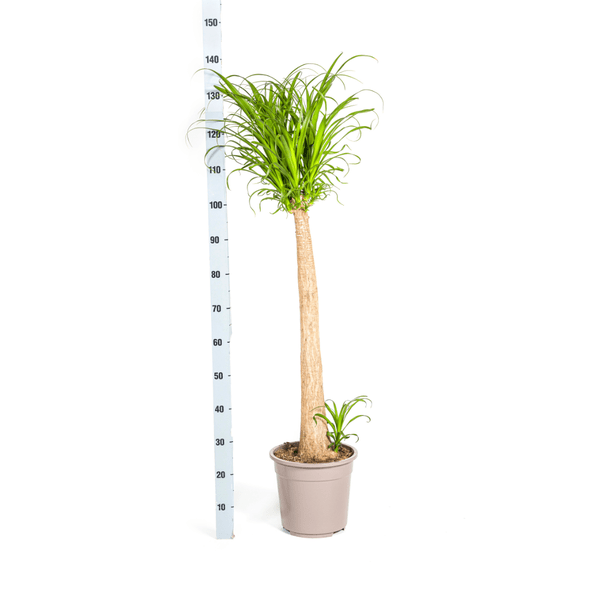 Beaucarnea Recurvata - Elefantenfuß - Zimmerpflanze - Ø12cm - ↕110-130cm