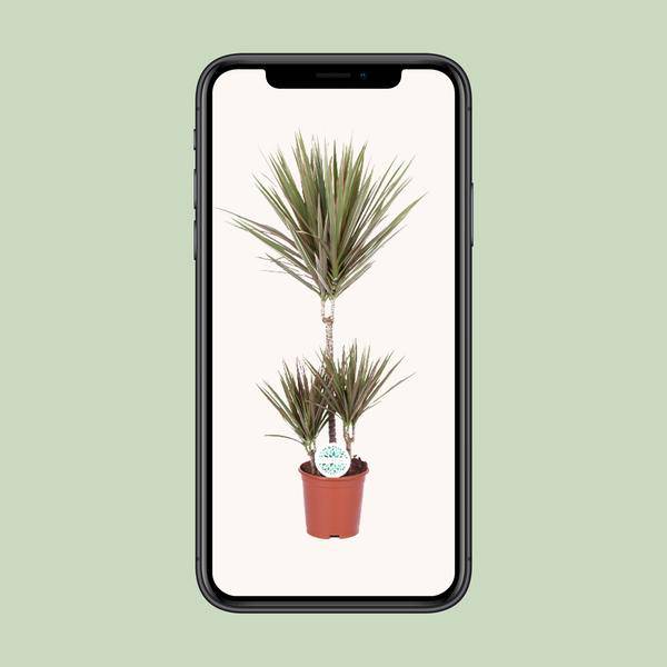 Drachenbaum - Dracaena Bicolor - Zimmerpflanze - Ø21cm - ↕95cm